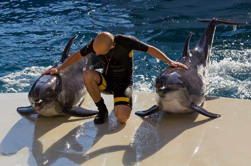 Новый дельфинарий в «Сочи Парк» откроется 1 мая